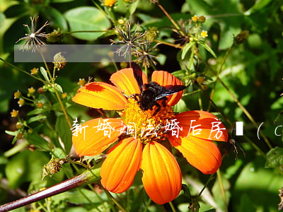 新婚姻法婚后房產(chǎn)該如何分配