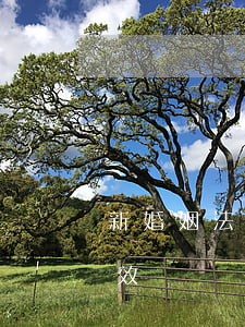 新婚姻法起訴離婚需要多久(起訴離婚,多久有效)