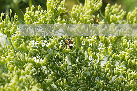 新快網(wǎng)絡(luò)代理商合作協(xié)議