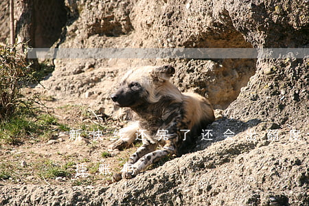 新快线还完了还会出额度吗（新快线可以停息挂账吗）
