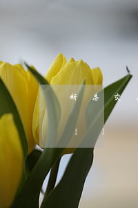 新房交房逾期的計(jì)算(交房時(shí)間多久算逾期交房)