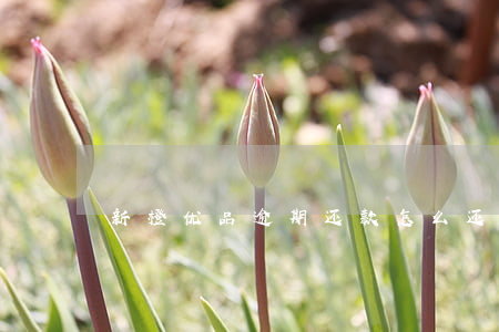 新橙优品逾期还款怎么还(新橙优品还放款吗)