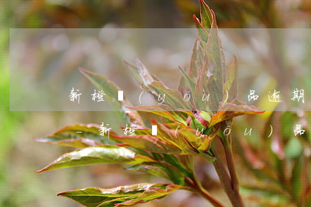 新橙優(yōu)品逾期2000被起訴嗎-新橙優(yōu)品逾期2000被起訴嗎是真的嗎