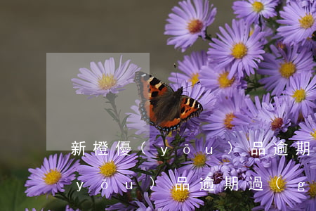 新橙優(yōu)品逾期有寬限期(新橙優(yōu)品逾期過(guò)一天就再也復(fù)借不了了嗎)