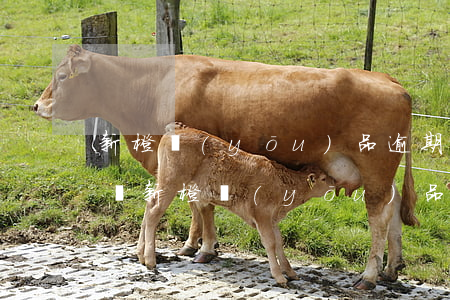 新橙優(yōu)品逾期被起訴是刑事責任嗎(新橙優(yōu)品法訴通知)