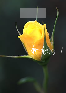 新款gti分期免息(分期免息的車)