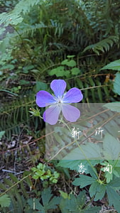 新沂市专业债务律师(新沂市律师事务所免费咨询)