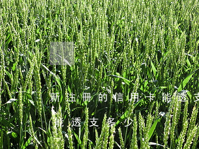 新注冊的信用卡能透支多少(新注冊的信用卡能透支多少)