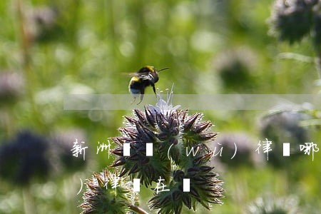 新洲債務(wù)律師哪些好(新洲區(qū)律師在線)