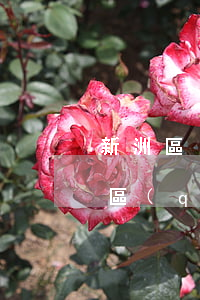新洲區(qū)債務(wù)合同律師(新洲區(qū)債務(wù)合同律師)