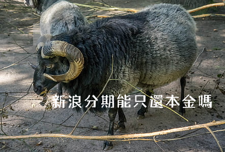 新浪分期能只還本金嗎