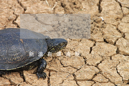 新浪有還逾期