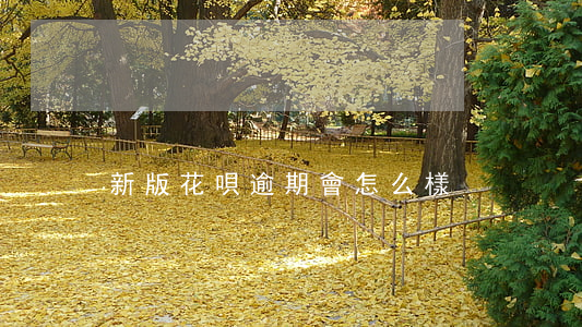 新版花唄逾期會怎么樣