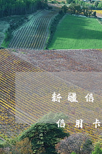 新疆信用卡逾期的案例分析(自治區(qū)信用卡逾期處理中心)