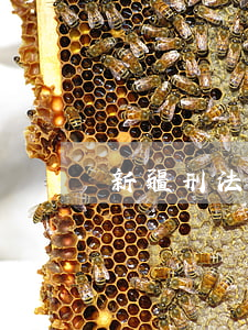 新疆刑法律師(新疆律師網(wǎng))