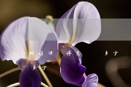 新疆律師停息掛賬多少錢(委托律師停息掛賬多少錢)