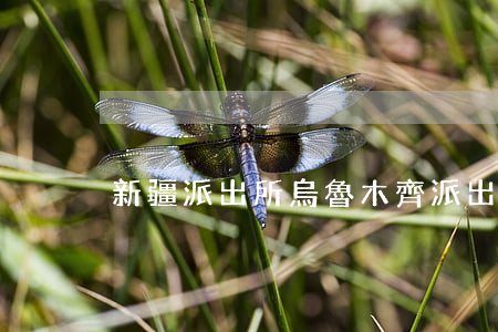 新疆派出所(烏魯木齊派出所)