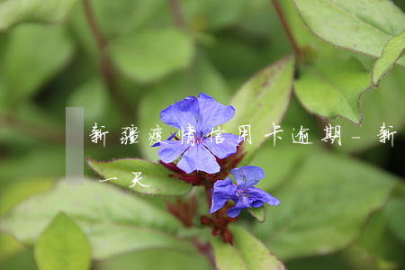 新疆疫情信用卡逾期-新疆疫情信用卡逾期一天