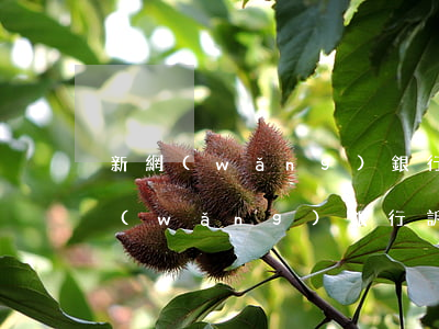 新網(wǎng)銀行逾期后多久起訴(新網(wǎng)銀行訴訟了怎么辦)