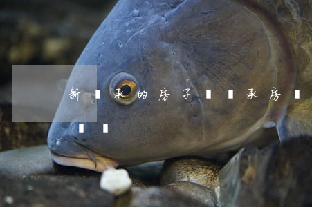新繼承的房子嗎(繼承房產(chǎn)算新證嗎)