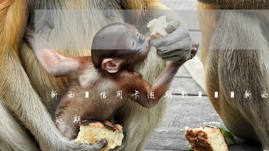 新西蘭信用卡逾期影響簽證(新西蘭旅游簽證延期)