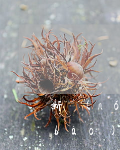 新農(nóng)村合作醫(yī)療報(bào)銷