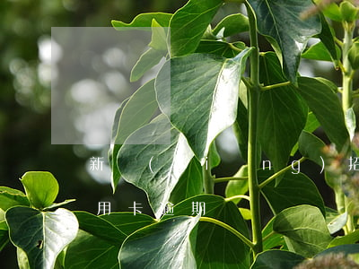 新鄉(xiāng)招商信用卡逾期(招商信用卡 逾期)