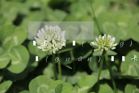 斷卡自首當(dāng)天會(huì)被關(guān)嗎(斷卡自首當(dāng)天會(huì)被關(guān)嗎)