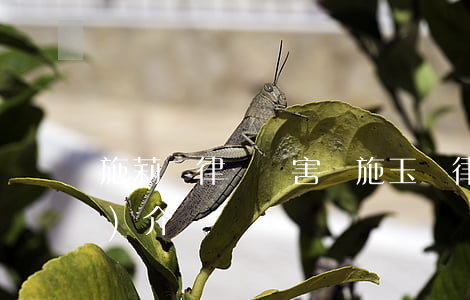 施莉玨律師厲害嗎(施玉玨律師簡(jiǎn)介)