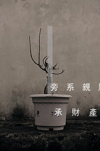 旁系親屬繼承什么手續(xù)(旁系可以繼承財產(chǎn))
