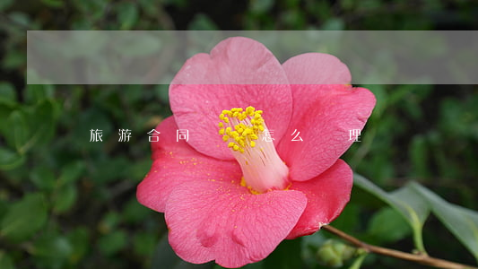 旅游合同糾紛怎么處理