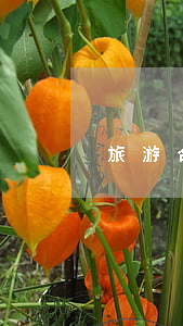 旅游合同纠纷存在哪些法律问题