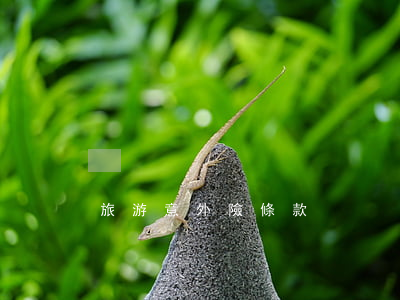 旅游意外險條款