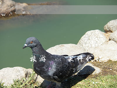 旅游糾紛案件代理詞該怎么寫