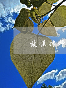 旅顺律师事务所在哪里(旅顺最有名的律师)