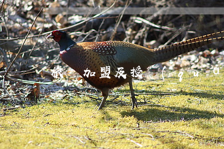 旅館加盟及授權(quán)協(xié)議