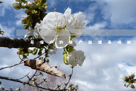 无保户的房产能继承吗(财产无人继承怎么办)