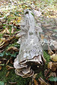 无力偿还债务打工妹 无力偿还债务咋办
