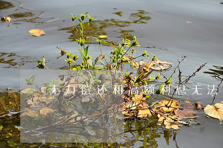无力偿还和高额利息(无法偿还高利贷怎么办)
