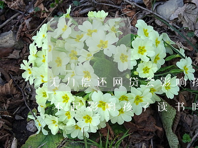 无力偿还网贷会影响孩子上小学吗-网贷还不起影响孩子读书吗