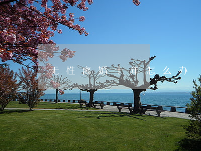 无性离婚十年怎么办