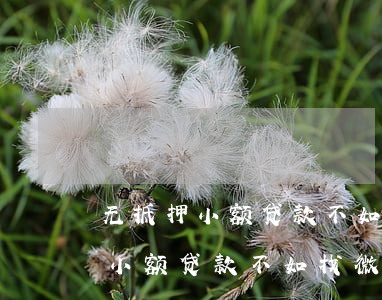 无抵押小额贷款不如找微粒贷还款-无抵押小额贷款不如找微粒贷还款吗