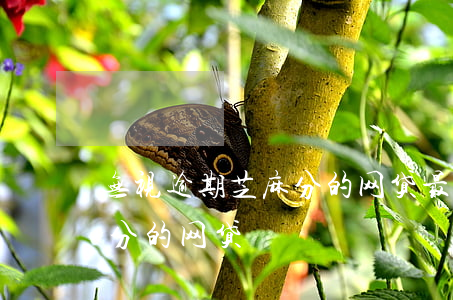 无视逾期芝麻分的网贷(最新不要征信跟芝麻分的网贷)