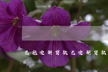 无视逾期贷款(无逾期贷款被拒)
