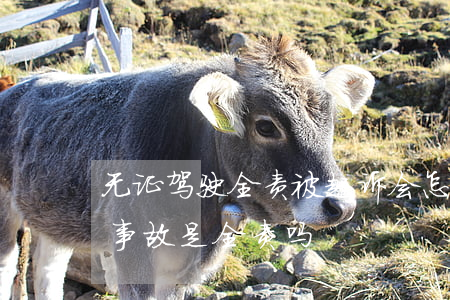 无证驾驶全责被起诉会怎么样(无证驾驶出了事故是全责吗)