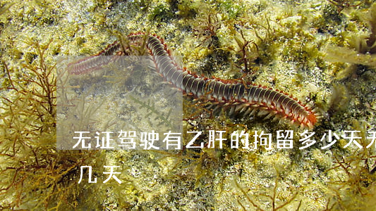 无证驾驶有乙肝的拘留多少天(无证酒驾拘留几天)
