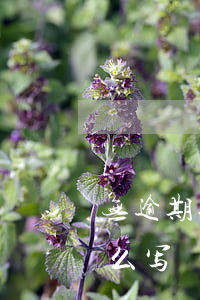无逾期还款记录证明怎么写(贷款逾期证明怎么写)
