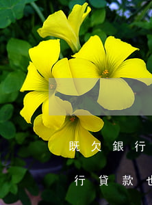 既欠銀行貸款也欠信用卡都還不上-既欠銀行貸款也欠信用卡都還不上怎么辦
