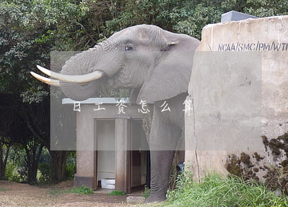 日工资怎么算