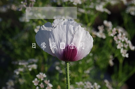 日常保潔合同